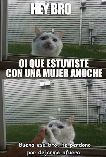 No te pierdas estos divertidos memes para conmemorar el 'Día Internacional del Gato' .