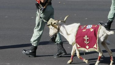 Por qu es la cabra la mascota de la Legin en los desfiles militares del 12 de octubre