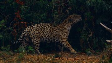 FILE PHOTO: A jaguar rubs itself against vegetation as it walks through smoke from a fire nearby, in Encontro das Aguas State Park in the Pantanal, the world&#039;s largest wetland, in Pocone, Mato Grosso state, Brazil, September 3, 2020. REUTERS/Amanda P