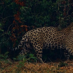 Las especies en peligro de extinción en la Amazonia