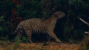FILE PHOTO: A jaguar rubs itself against vegetation as it walks through smoke from a fire nearby, in Encontro das Aguas State Park in the Pantanal, the world's largest wetland, in Pocone, Mato Grosso state, Brazil, September 3, 2020. REUTERS/Amanda Perobelli/File Photo