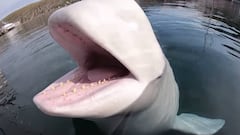 Una ballena beluga abre la boca ante un kayakista en Noruega tras devolverle su c&aacute;mara GoPro desde el fondo del mar.