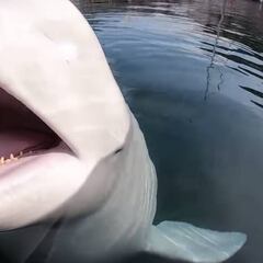 Una ballena beluga tira la GoPro de un kayakista al fondo del mar y luego se la devuelve