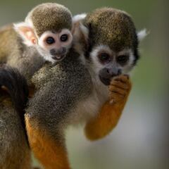 Un mono le arranca un dedo a un niño de 5 años