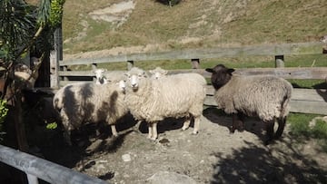 This country has more sheep than people: Synthetic fibers and falling wool prices could change that