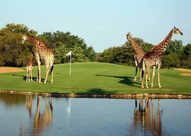 Este bello y exótico campo de golf de 9 hoyos ofrece al visitante una curiosa experiencia al estar rodeado de una gran variedad de animales salvajes. 