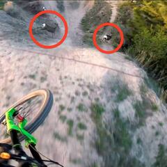 Dos ciervos se cruzan en el camino de Reece Wallace