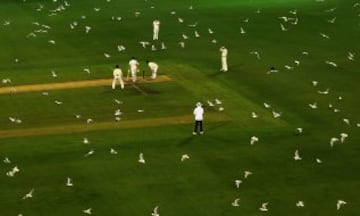 Podría tratarse perfectamente de una de las secuencias de 'Los pájaros', una de las grandes películas del maestro del terror, pero se trata del partido de cricket entre Victoria y Tasmania.