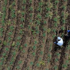 Ni Paipa, ni Suesca, este es el pueblo que más cebolla produce en Colombia con más de 30,5 toneladas