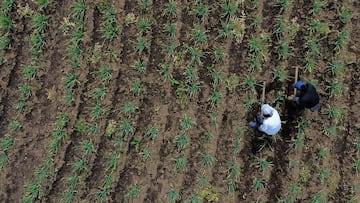 Ni Paipa, ni Suesca, este es el pueblo que más cebolla produce en Colombia con más de 30,5 toneladas