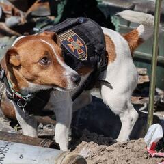 Zelenski condecora a Patrón, el perro héroe de Ucrania