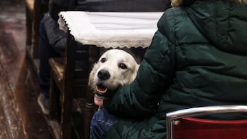 Un perro durante el ‘Concierto Candestino’, en la iglesia de San Antón, a 14 de enero de 2024, en Madrid (España). Román Mosterior organiza el ‘Concierto Candestino’ un evento en el que se invita a acudir con las mascotas y quienes lo desean pueden contribuir con una donación para cubrir los gastos de los desayunos que se ofrecen a diario en la iglesia de San Antón
14 ENERO 2024;CONCIERTO;ACTUACIÓN;DIRECTO;
Ricardo Rubio / Europa Press
14/01/2024