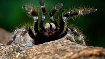 Tarantulas are coming to these regions this summer