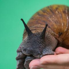 Erradican caracol gigante africano en Florida: ¿Por qué es peligroso?