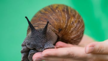 La plaga del caracol gigante africano ya fue erradicada en Florida, pero, &iquest;qu&eacute; da&ntilde;os ocasiona este animal? &iquest;Por qu&eacute; es peligroso? Aqu&iacute; los detalles.