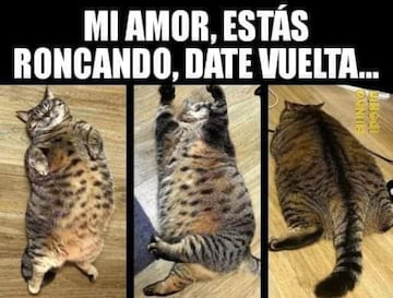 No te pierdas estos divertidos memes para conmemorar el 'Día Internacional del Gato' .