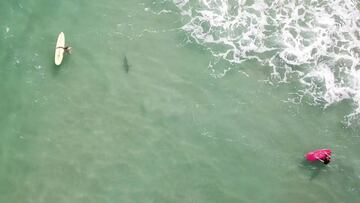Un tibur&oacute;n, entre dos surfistas en Florida (Estados Unidos). 