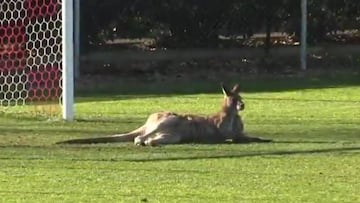 Un canguro interrumpe partido en las inferiores de Australia