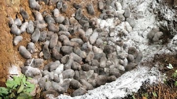 China sacrifica 1,6 toneladas de ratas por el coronavirus