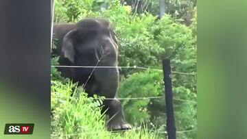 An elephant approaches an electrified fence and its reaction racks up millions of views