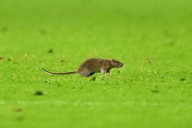 Una rata corre por el campo durante el partido de clasificación del Grupo J para la Copa Mundial de la FIFA 2026 entre Gales y Bélgica en el Cardiff City Stadium.