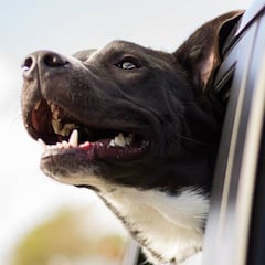 Viajar con mascotas: Destinos, hoteles y accesorios