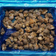 Berberechos con leucemia transmisible: hallazgo sobre el cáncer contagioso