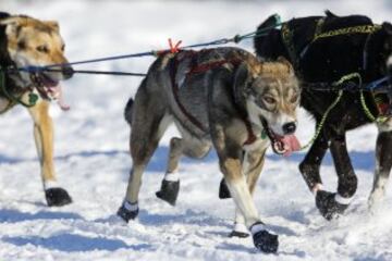 Después del acto ceremonial, ayer comenzó la primera etapa de la carrera de trineos con perros en Willow, Alaska. El viaje será de un total de 1.609 kilómetros.