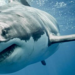Una mujer intenta conseguir una foto de un tiburón en una isla del caribe y este le arranca las manos