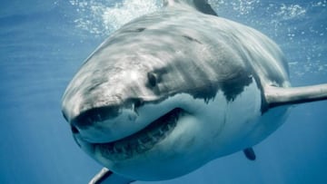 Una mujer intenta conseguir una foto de un tiburón en una isla del caribe y este le arranca las manos
