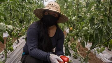 Curva del coronavirus en México, hoy 2 de septiembre: ¿Cuántos casos y muertes hay?