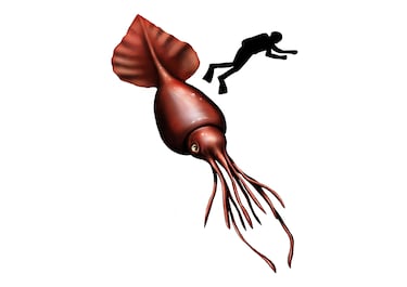 Es un invertebrado marino, puede alcanzar los 14 metros de longitud y pesar hasta 500 kg. Es una criatura misteriosa que habita en las profundidades del océano y tiene tentáculos impresionantes.