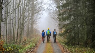 Tres excursionistas realizando una ruta de senderismo por el bosque.