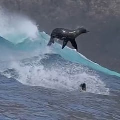 Inéditas imágenes de leones marinos surfeando olas grandes