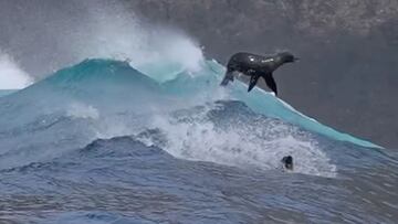 Un león marino surfeando una granola en aguas de California (Estados Unidos).