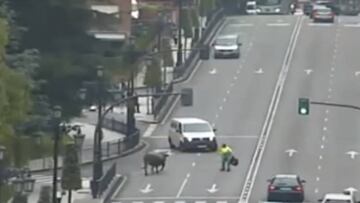 Un toro se escapa de una finca y causa el caos en las calles de Oviedo.