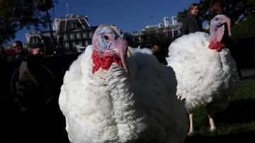 Como es tradición cada año, este lunes es la ceremonia de indulto de pavos, previa al Día de Acción de Gracias. Estas son las aves que perdonará Biden.