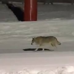 Graban a un lobo paseando por las pistas de esquí de la Vall de Núria