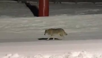 Un lobo paseando por una de las pistas de la estaci&oacute;n de esqu&iacute; de la Vall de N&uacute;ria (Ripoll&egrave;s, Girona).