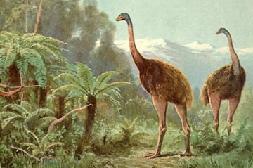 Moa