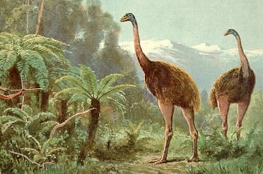 El director de ‘El señor de los anillos’ quiere marcarse un ‘Jurassic Park’ y resucitar a un ave extinta