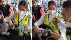 VIDEO: ¡Héroes sin capa!, personal del ERUM rescatan a gatito en incendio de Tepito