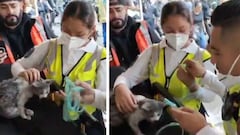 VIDEO: ¡Héroes sin capa!, personal del ERUM rescatan a gatito en incendio de Tepito