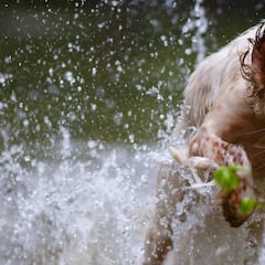 Caza y Ley de Protección Animal