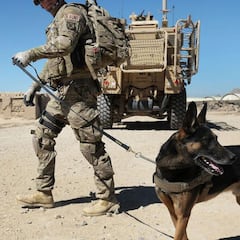 El Pentágono desmiente abandono de perros militares en Afganistán
