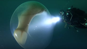 Un buceador examina una extra&ntilde;a criatura marina en forma de burbuja.