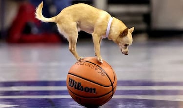 'Scooby' se encarga del espectáculo en los descansos