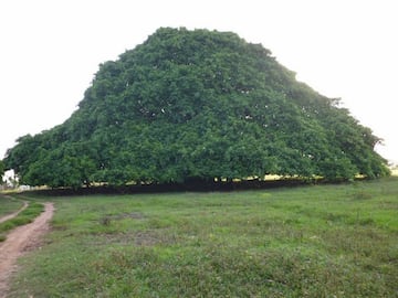 El árbol Caucho Guacarí, ubicado en la finca Alejandría, fue un regalo del dueño de esos terrenos a su esposa. Foto: Corporación Guacarí.