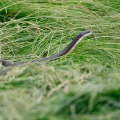 Warning: These common garden plants could be attracting snakes to your yard