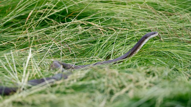 Certain plants are ideal for making your garden into a snake paradise due to their characteristics. Find out which ones and how to avoid an infestation.